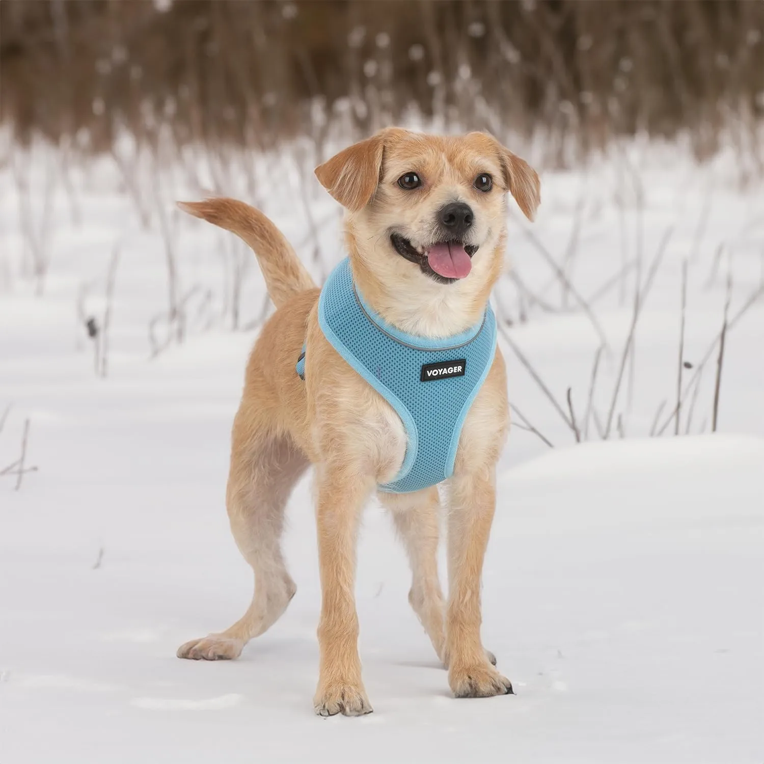 Best Pet Supplies Voyager Aerolite No Pull Mesh Dog Harness, Reflective Stitching, Breathable Harness, Adjustable for Walking, Training, Running, Heavy Duty and Durable, Baby Blue, S