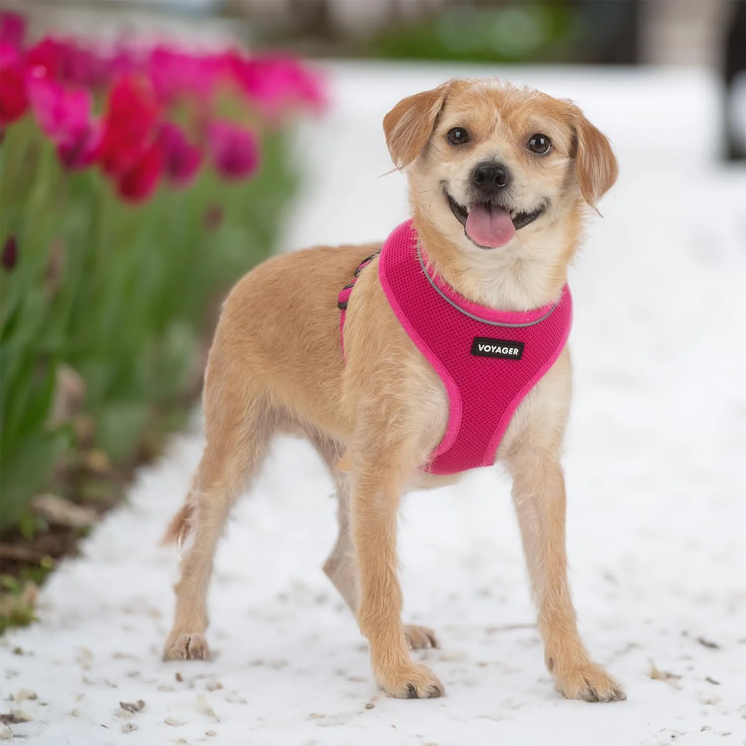 Best Pet Supplies Voyager Aerolite No Pull Mesh Dog Harness, Reflective Stitching, Breathable Harness, Adjustable for Walking, Training, Running, Heavy Duty and Durable, Fuchsia, M