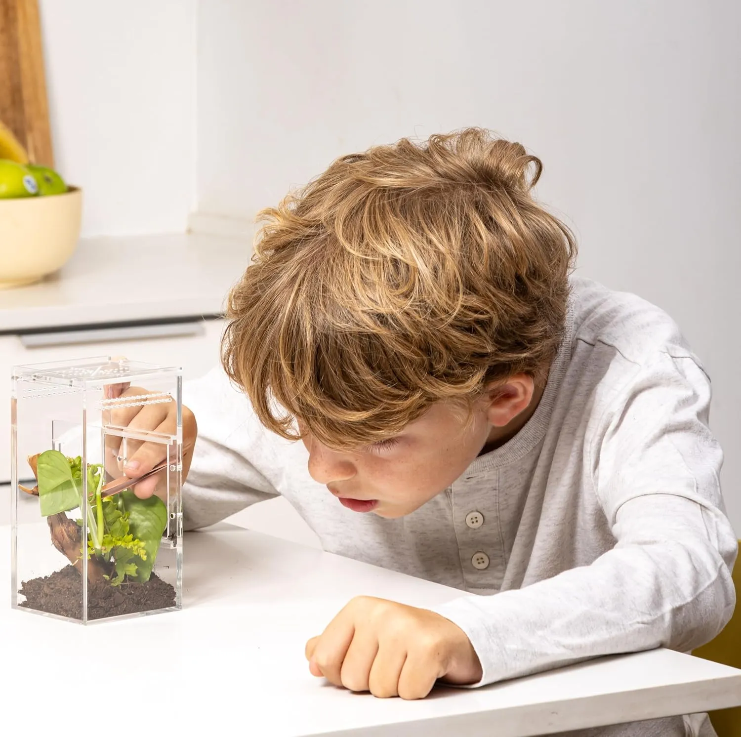 Jumping Spider Enclosure, Praying Mantis Habitat, Insect Terrarium, Bug Enclosure, Spider Cage, Jumping Spider Habitat, Spider Terrarium Kit, Praying Mantis Habitat, Arboreal Tarantula Enclosure